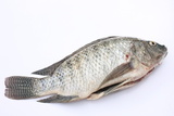poissons